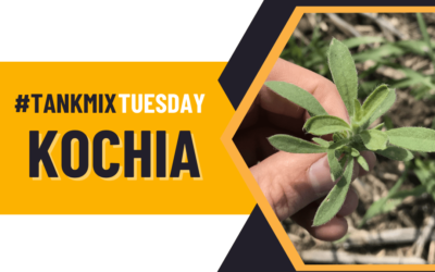 #TankMixTuesday – Kochia