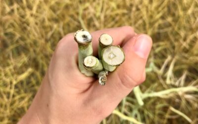 2023 Provincial Disease Update