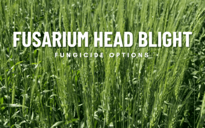 Fusarium Head Blight Product Options